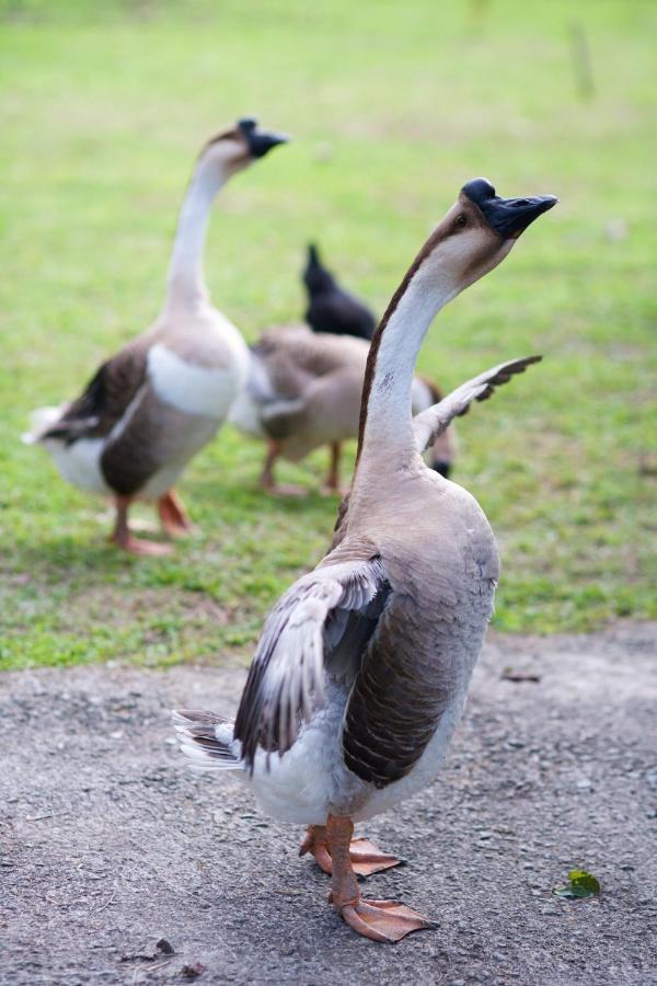 Meihua Lake Leisure Farm Dongshan  Exteriör bild